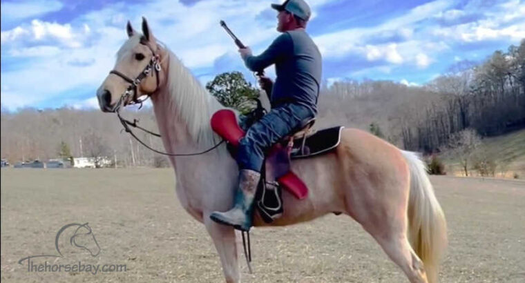 Tennessee Walking Horse- gaited trail dappled palomino gelding