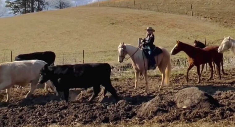 Tennessee Walking Horse- gaited trail dappled palomino gelding