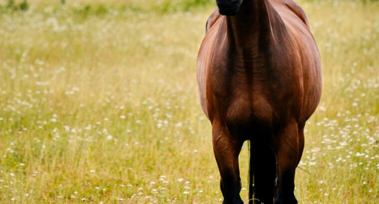 Loving Easygoing Gelding Morgan horse