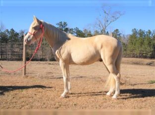 Grade Quarter Horse Black Gelding Classifieds