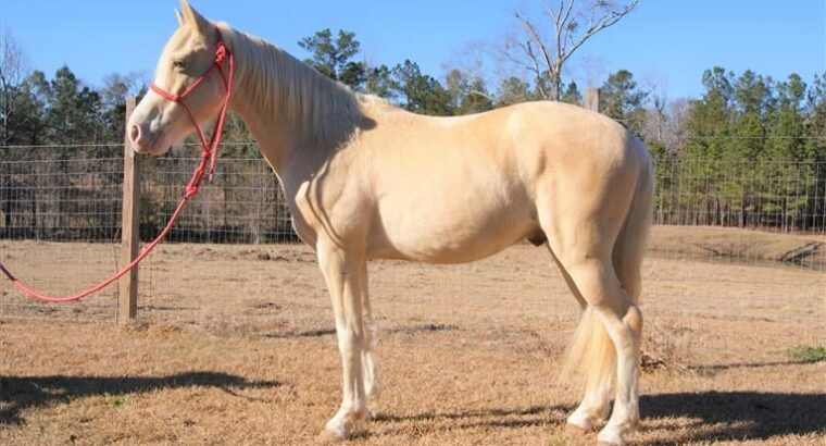 Beautiful Gelding rides and drives Missouri Foxtrotter Horse