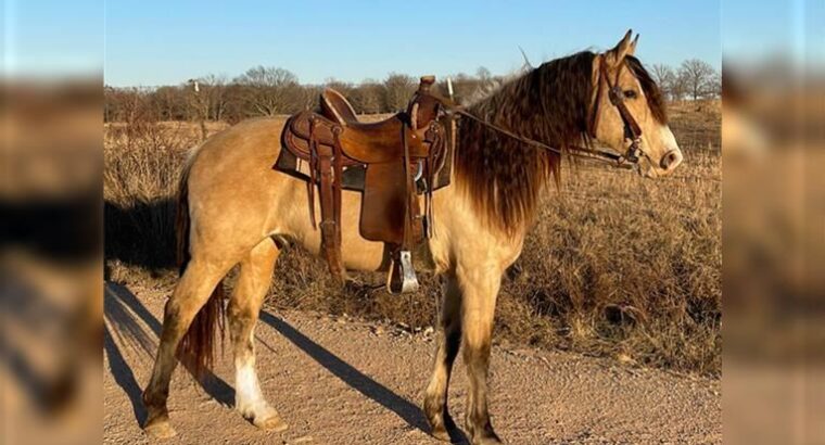 Stylish Gorgeous and sweet Missouri Foxtrotter horse are available for sale marketplace