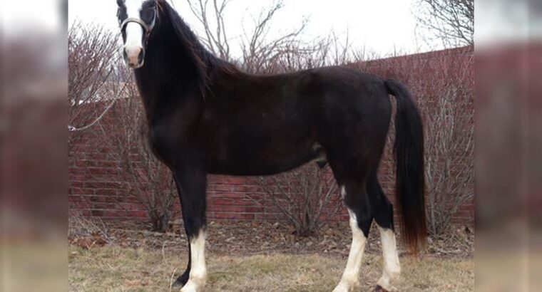 Black Missouri Foxtrotter Horse for sale in USA