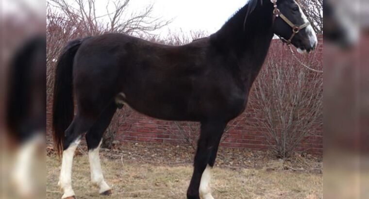 Black Missouri Foxtrotter Horse for sale in USA