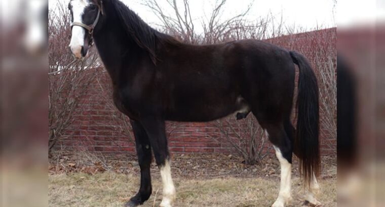 Black Missouri Foxtrotter Horse for sale in USA