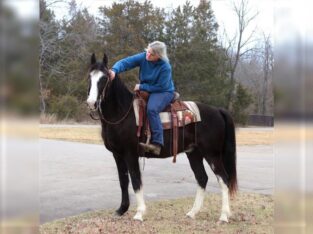 Black Missouri Foxtrotter Horse for sale in USA