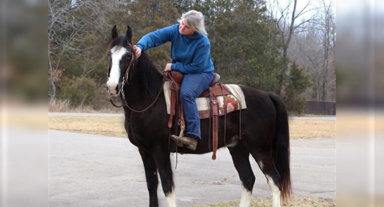 Black Missouri Foxtrotter Horse for sale in USA