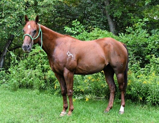 There are Missouri Foxtrotter safe horses for sale on the market.