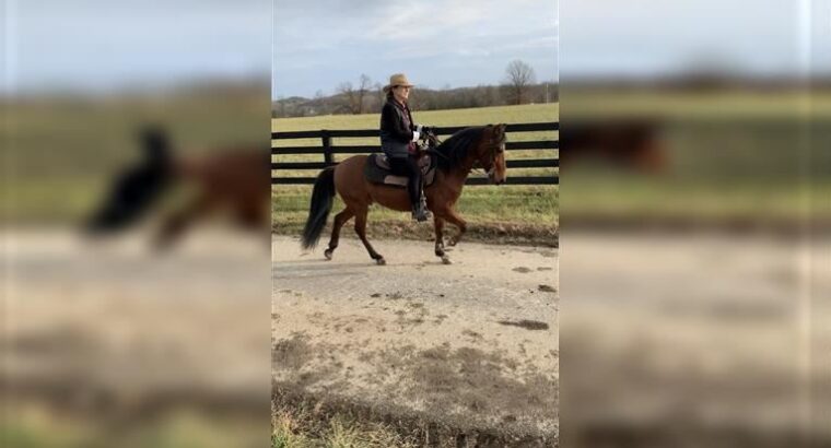 unique Paso Fino horse for sale in marketplace