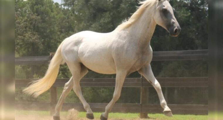 Smooth Paso Fino Gelding horse are available for sale