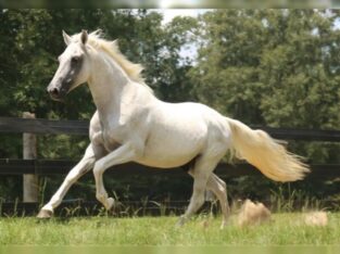 Smooth Paso Fino Gelding horse are available for sale