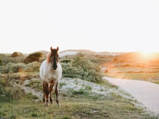 Beautiful and Gorgeous Peruvian Paso filly Horse sale in free classifieds.