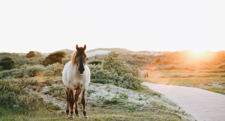 Beautiful and Gorgeous Peruvian Paso filly Horse sale in free classifieds.