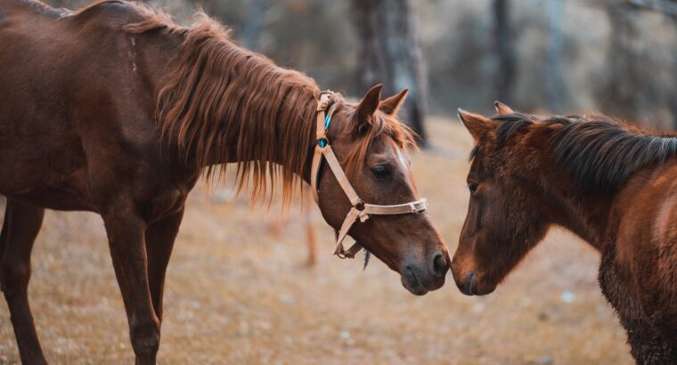 HOLD YOUR HORSES….. for sale in Marketplace