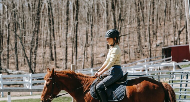 Gelding -unique Quarter Horse