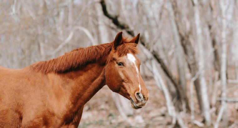 Racking Horse For sale,, Confident rider recommended.