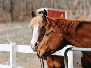 BeautifulMissouri Foxtrotter horse sale in best marketplace