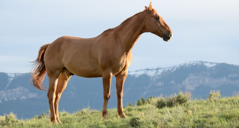 Silver Black Roan Racking Horse Gelding