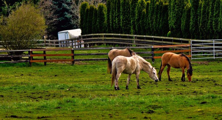 Spotted Gelding, Beginner Safe, Tennessee Walker mooth Gait!!!