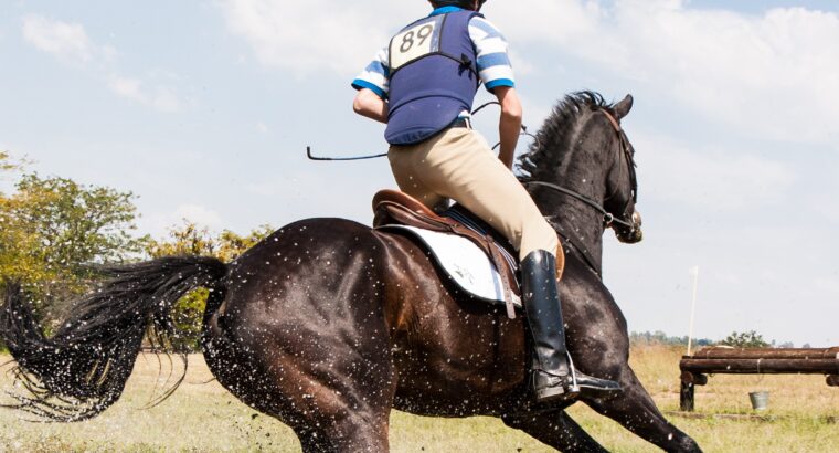 Blue Roan Tennessee Walking Horse Mare