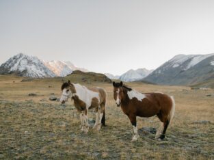 Tennessee Walking Gelding