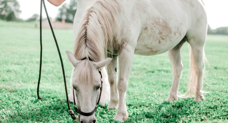 In the marketplace, there is a beautiful color Quarter Horse for sale.