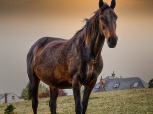 Great on trails, Super Smooth Gaited, Beginner Safe!!!