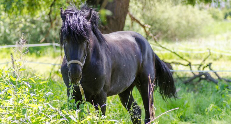 Gaited Trail Hunting Tennessee Walking Horse.