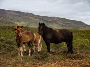 Tennessee Walker