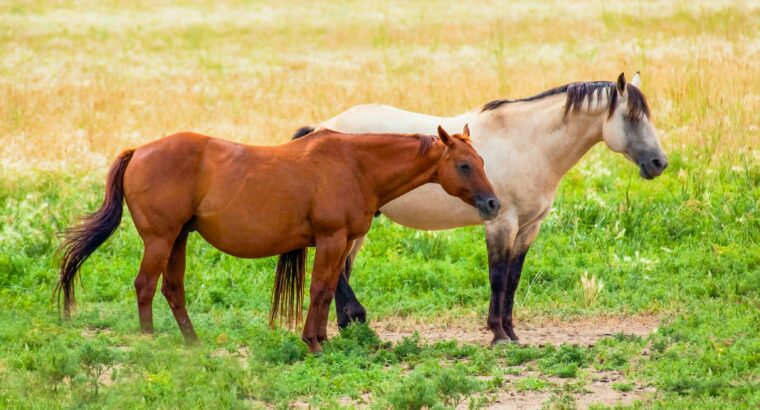 Great Tennessee Walking Horse Sale in USA