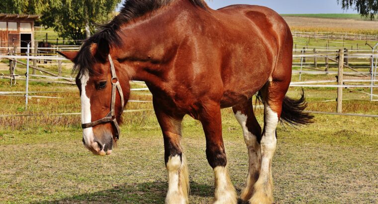 Beautiful Blue Roan Racking mare