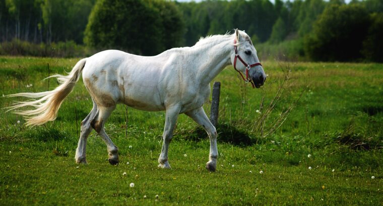 Palomino Tennessee Walking Horse Mare