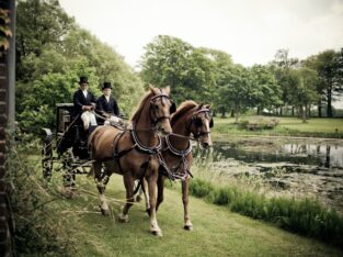 Tennessee Walking Horse