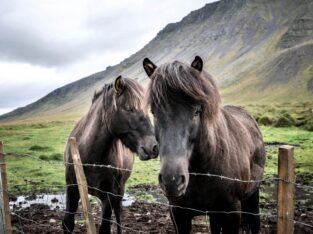 Quarter Horse Sale