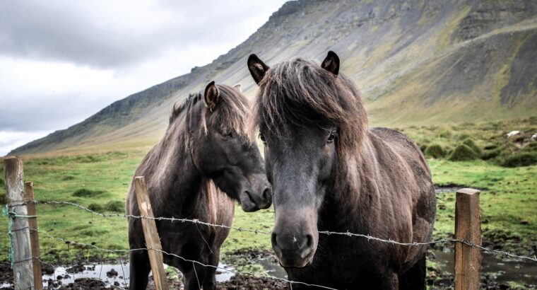 Quarter Horse Sale