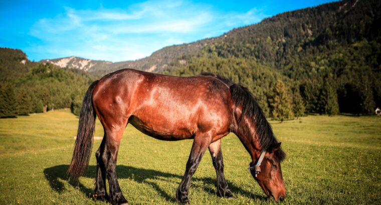 Missouri Fox Trotter Trail Gelding