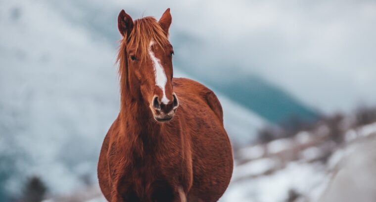 Kentucky Mountain Gaited Filly