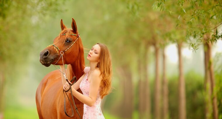 Chocolate Tennessee Walker Gelding