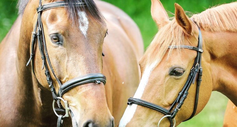 Black Tennessee Walking Horse Gelding.