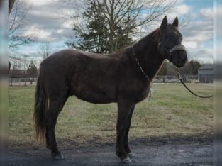 Beginner and Family safe, Ranch Horse, Ropes, Pens, BROKE, Lots of color, Lesson Rocky Mountain Horse… Confidence Builder!!!