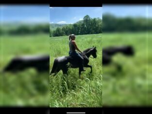 Best Roan-Blue Rocky Mountain Gelding HORSE for sale in usa