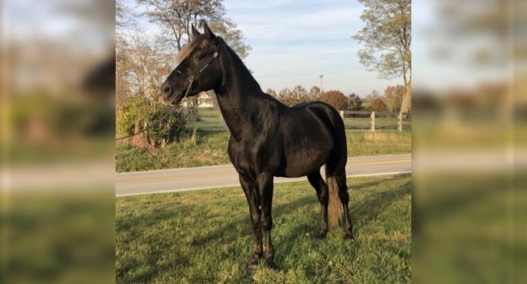 Gorgeous Chocolate Show/Trail Riding Stallion