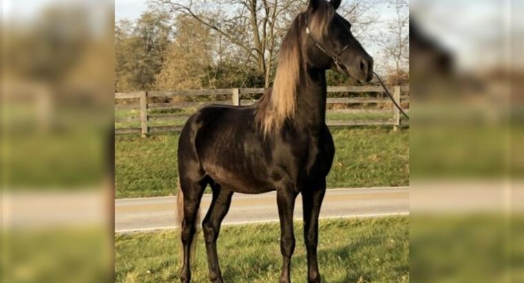 Gorgeous Chocolate Show/Trail Riding Stallion