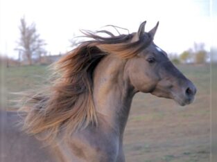 Gorgeous Gelding Rocky Mountain Horse sale in marketplace