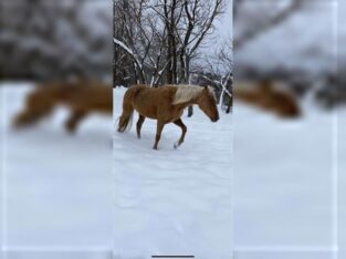 Beautiful Palomino Trail Rocky Mountain Horse sale in the marketplace