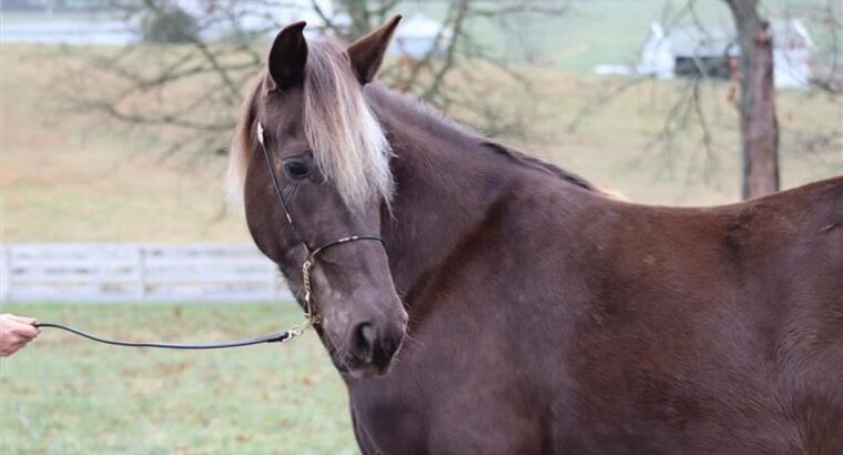 Beautiful Rocky Mountain Horse For Sale in USA