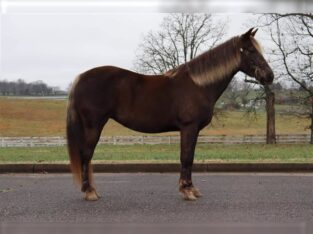 Beautiful Rocky Mountain Horse For Sale in USA