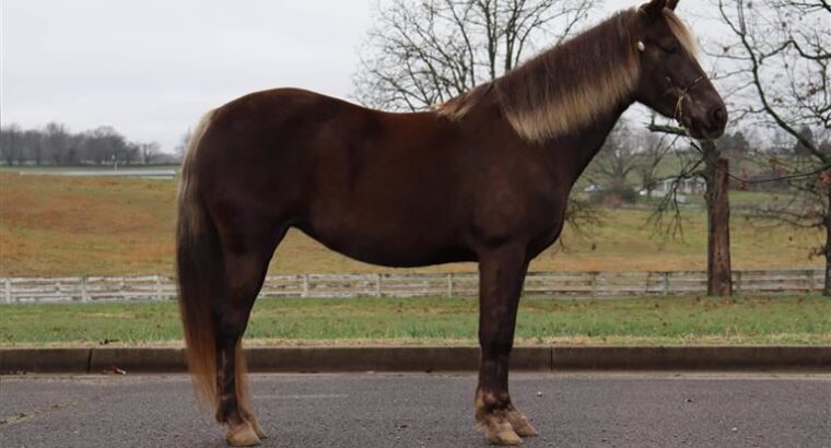 Beautiful Rocky Mountain Horse For Sale in USA