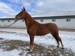 Tennessee Walking Gelding horse Sweet, Gorgeous and beautiful horse this horse ride very easy.