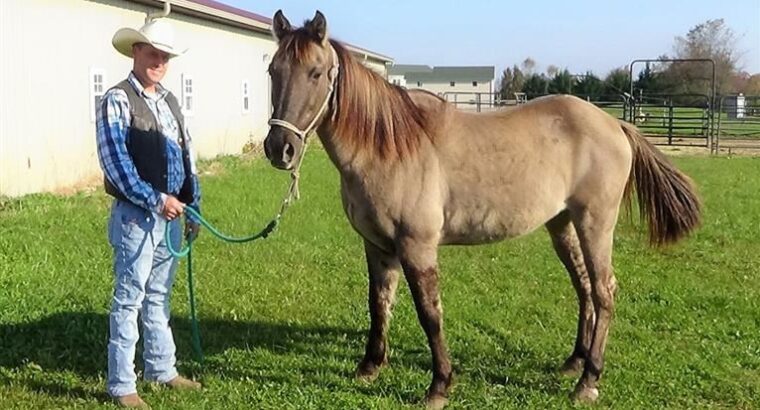 In the marketplace, there is a lovely Tennessee walking horse for sale.